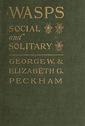 Wasps / Social and Solitary