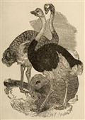 The Practical Ostrich Feather Dyer