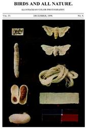 Birds and all Nature, Vol. IV, No. 6, December 1898 / Illustrated by Color Photography