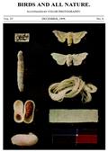 Birds and all Nature, Vol. IV, No. 6, December 1898 / Illustrated by Color Photography