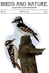 Birds and Nature Vol. 11 No. 3 [March 1902] / Illustrated by Color Photography