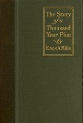 The Story of a Thousand-Year Pine
