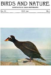 Birds and Nature Vol. 9 No. 5 [May 1901] / Illustrated by Color Photography