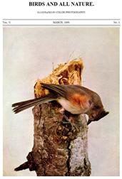 Birds and All Nature, Vol. V, No. 3, March 1899 / Illustrated by Color Photography