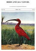Birds and all Nature, Vol. VII, No. 4, April 1900